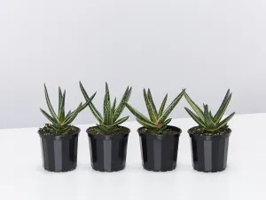 Gasteria Thais