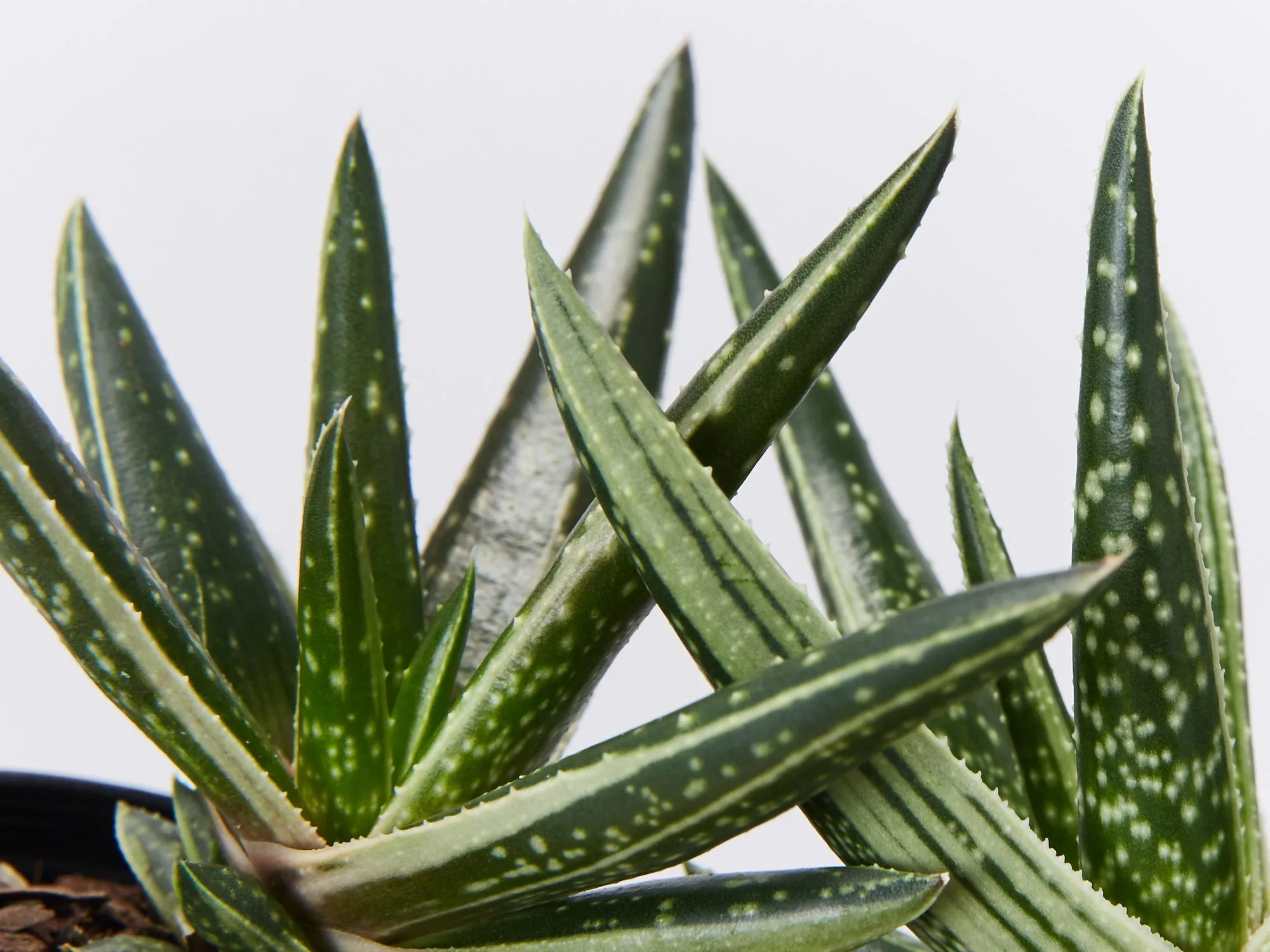 Gasteria Thais