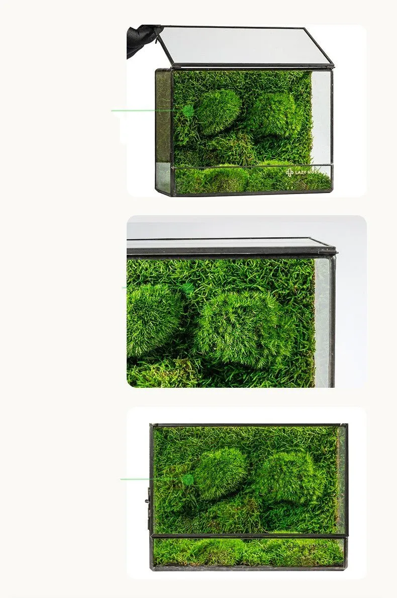 Geometric Terrarium