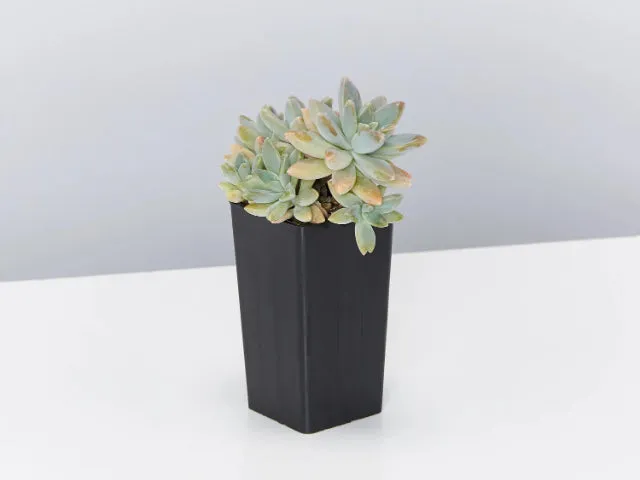 Graptoveria opalina