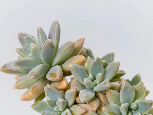Graptoveria opalina