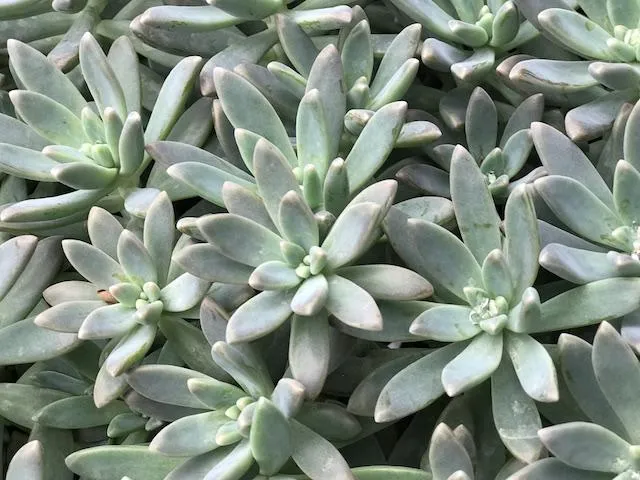 Graptoveria opalina