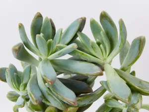 Graptoveria opalina
