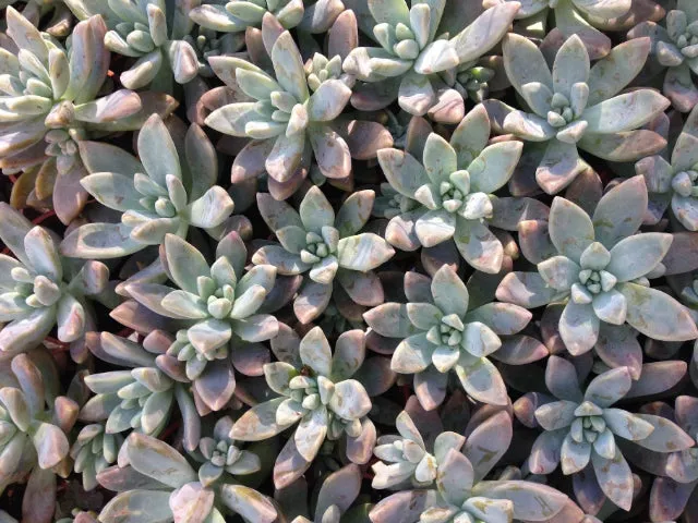 Graptoveria opalina