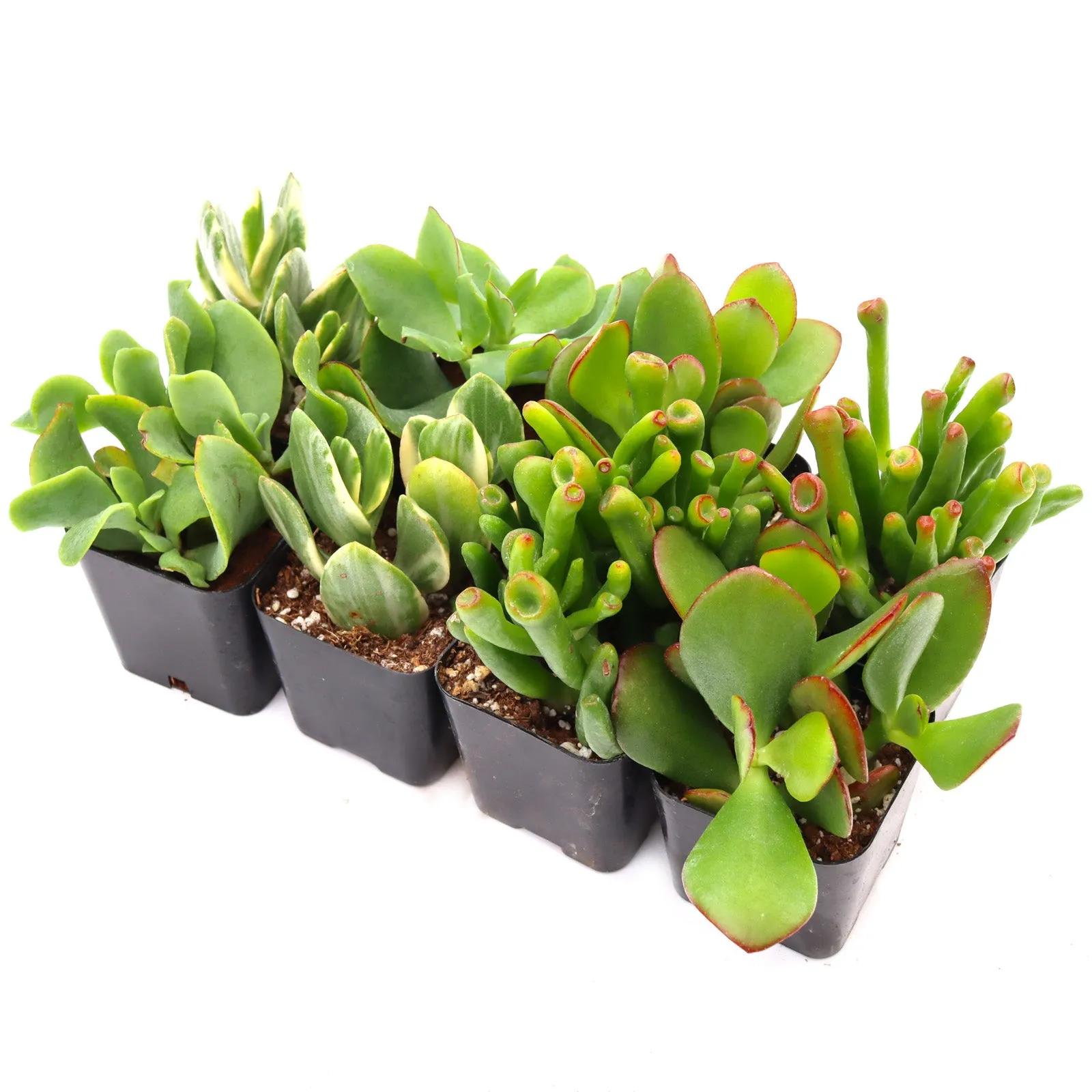 'Jade' Succulent Pack