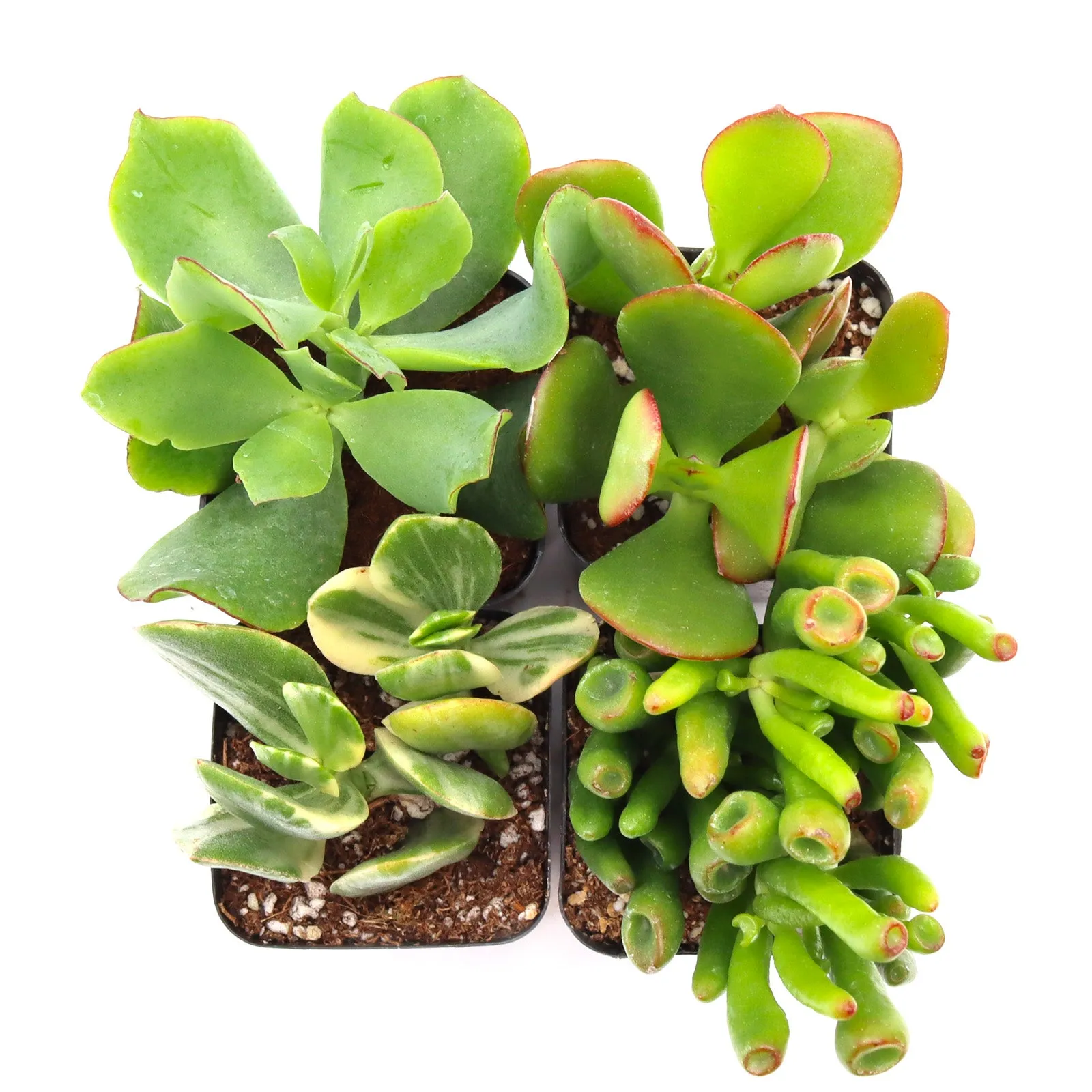 'Jade' Succulent Pack