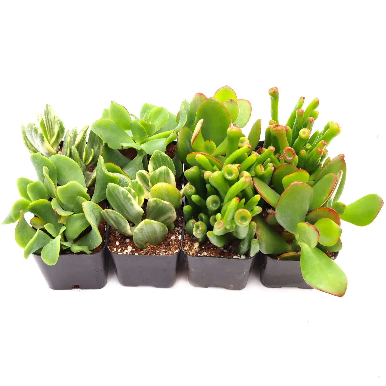 'Jade' Succulent Pack