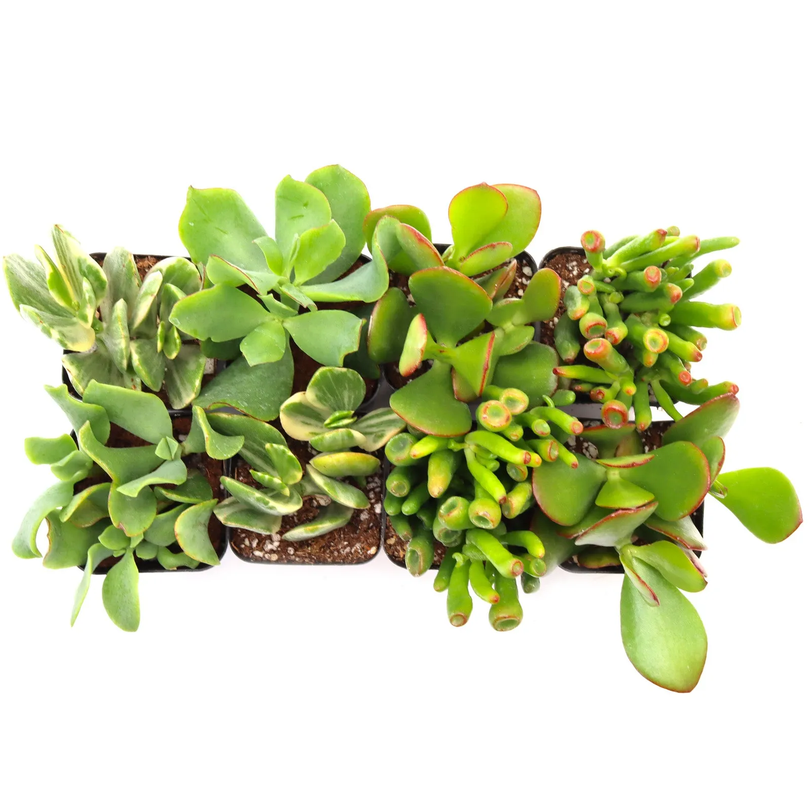 'Jade' Succulent Pack