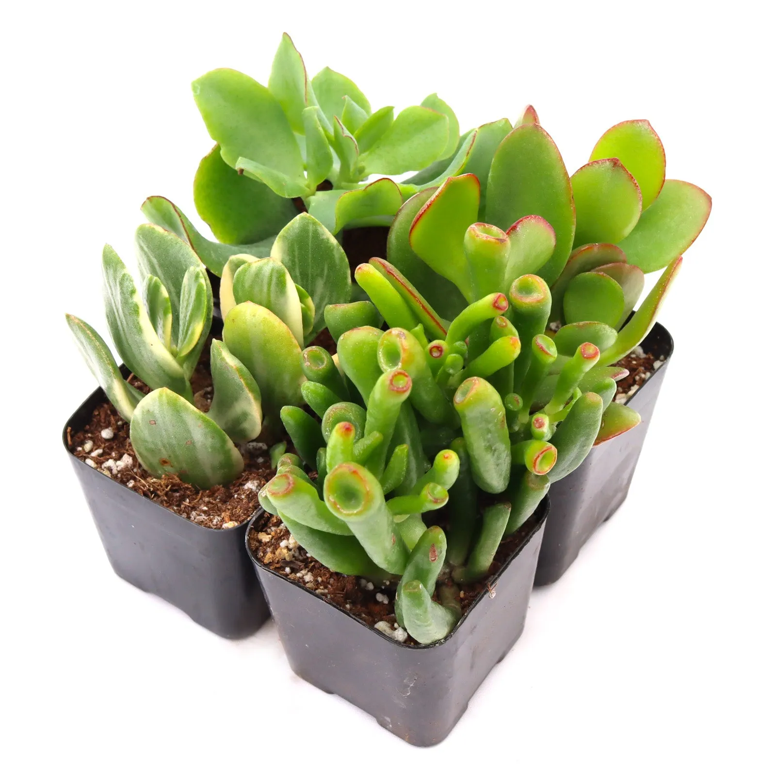 'Jade' Succulent Pack