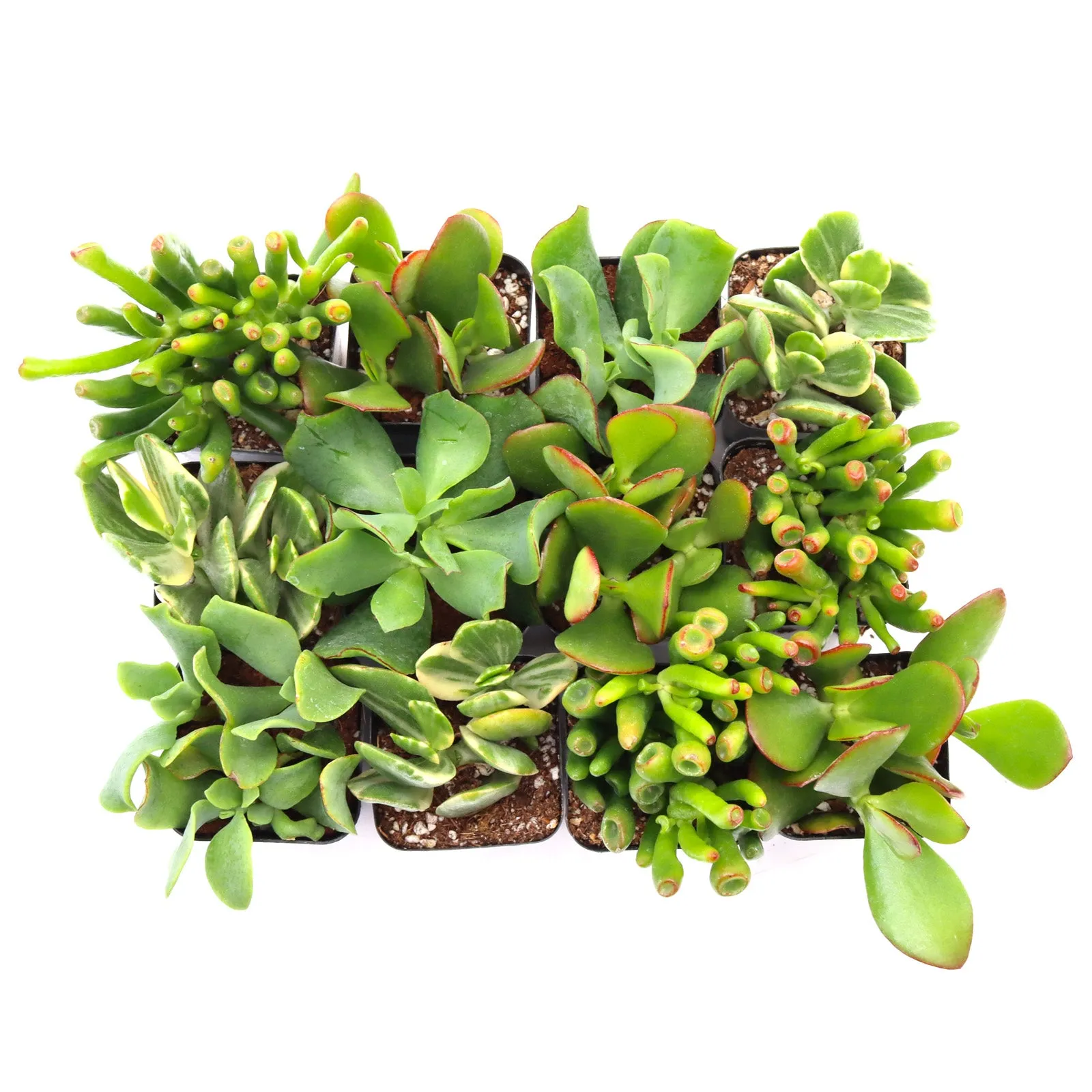 'Jade' Succulent Pack