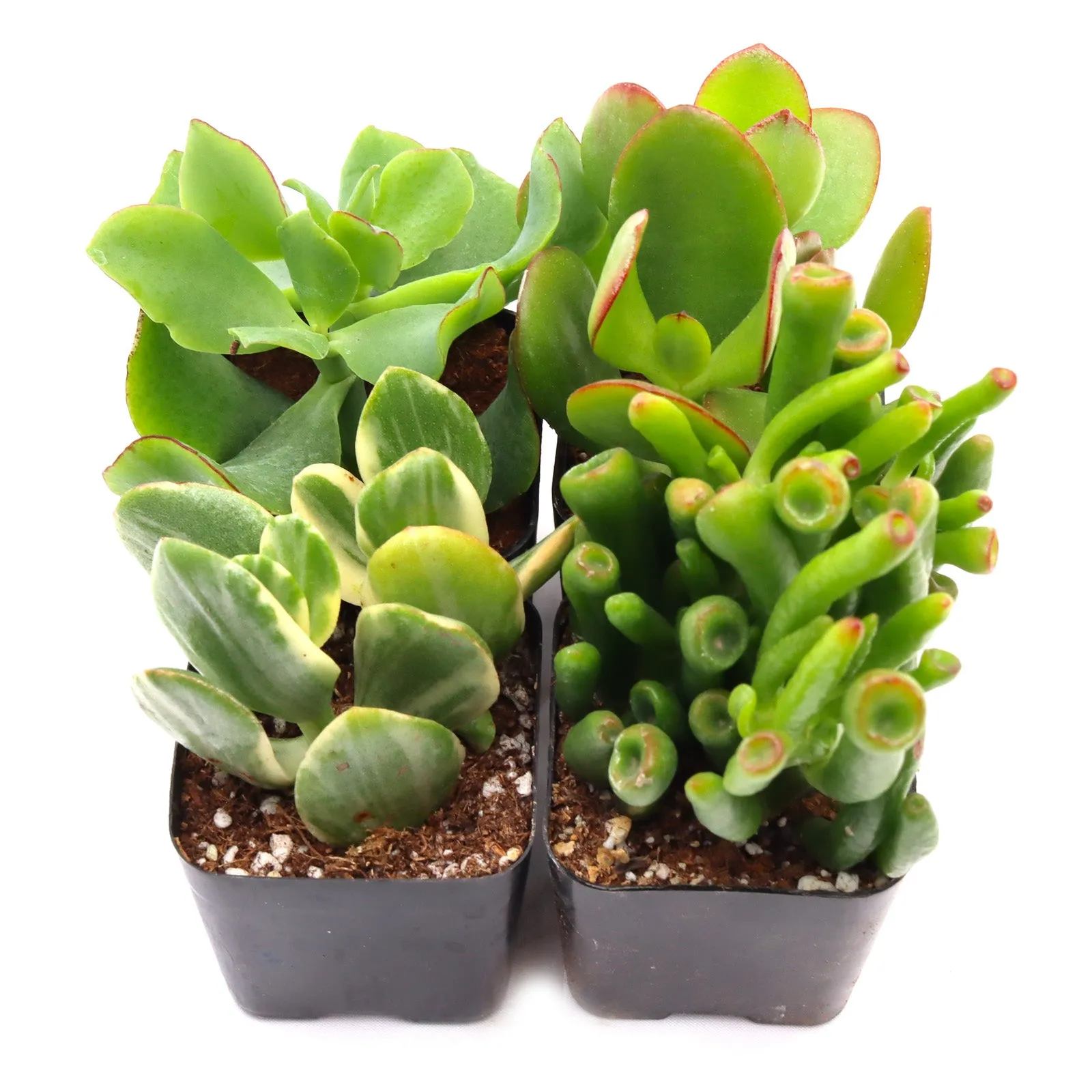 'Jade' Succulent Pack