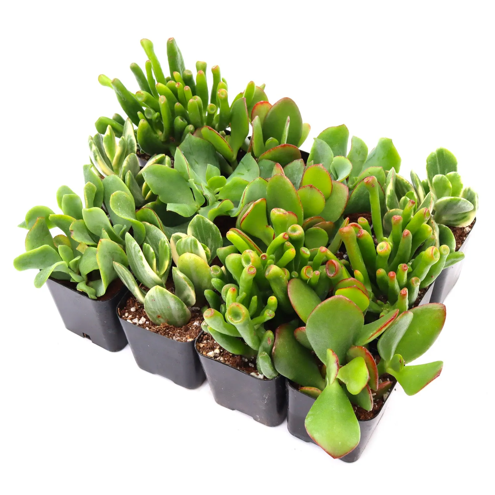 'Jade' Succulent Pack