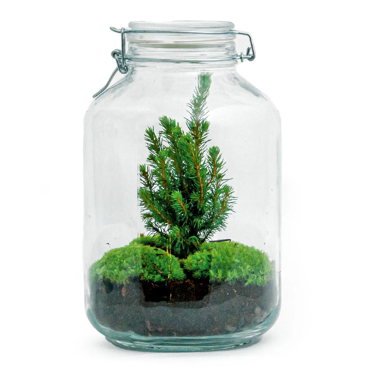 Jar Terrarium Kit - Table Christmas Tree - Bottle Garden - With Lighting - ↑ 28 cm
