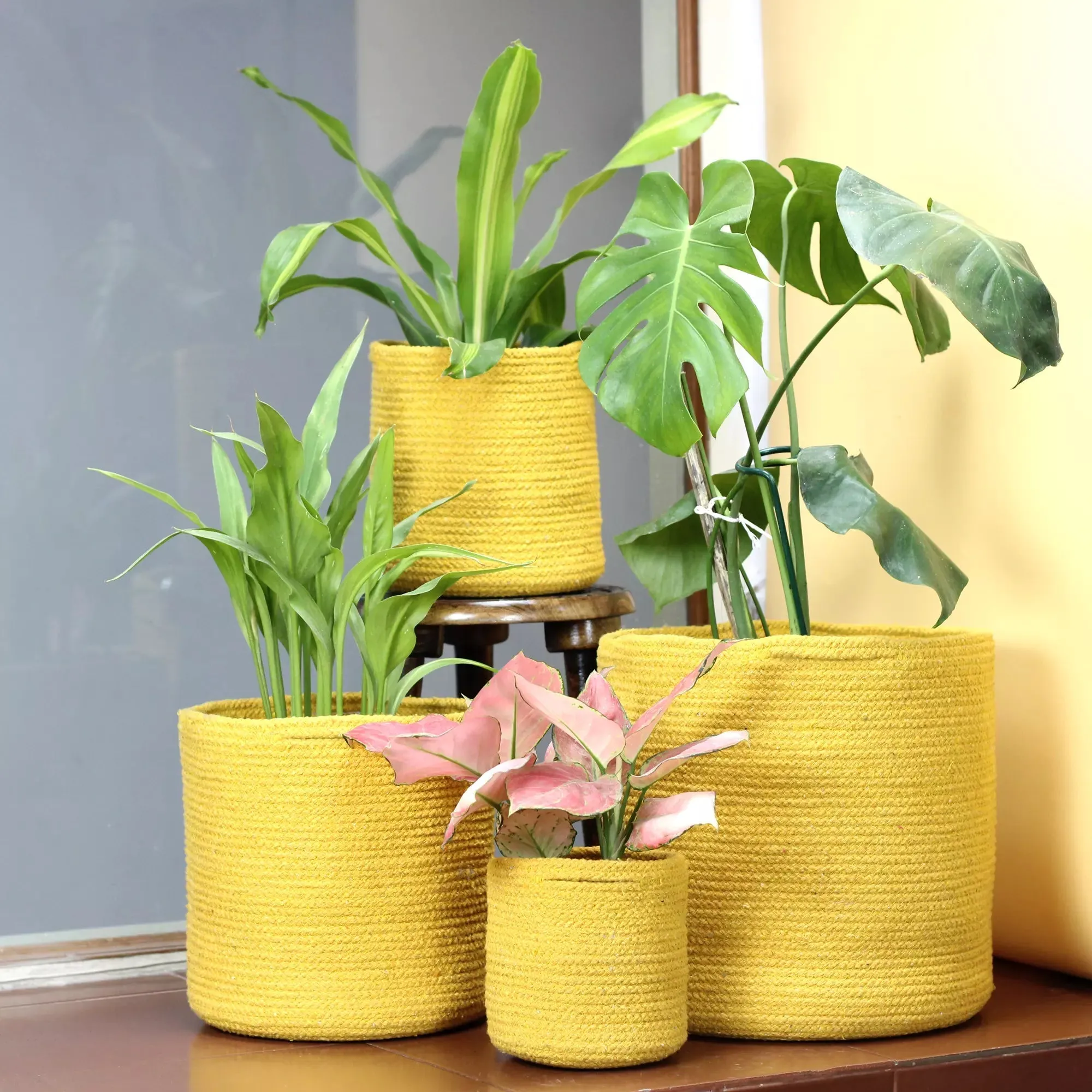 Medallion Cotton Planter - (Set of 4)