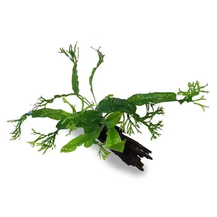 Microsorium Crested - Mini Driftwood