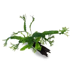 Microsorium Crested - Mini Driftwood