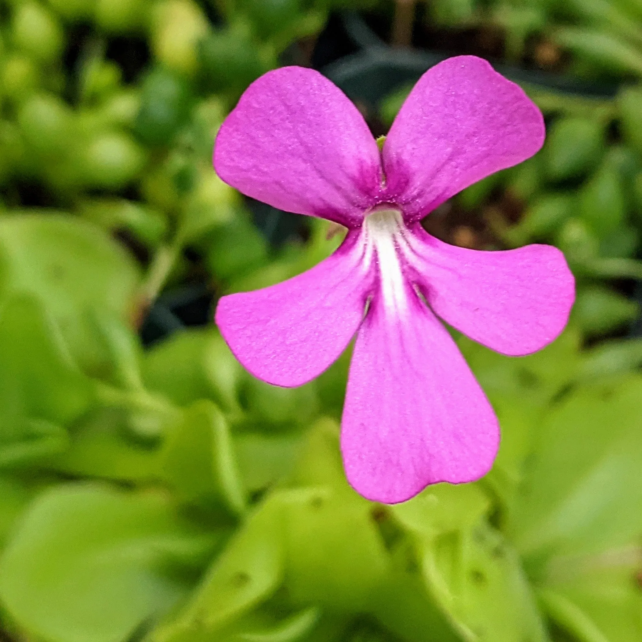 Pinguicula (Butterwort) Moranensis