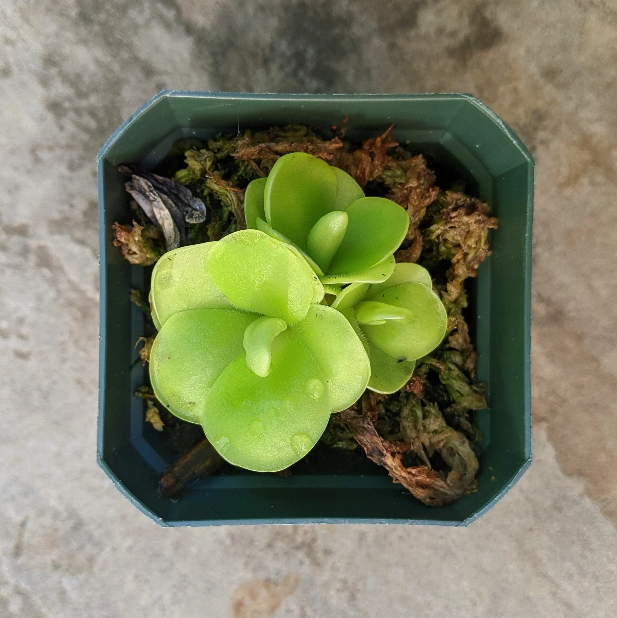 Pinguicula (Butterwort) Moranensis
