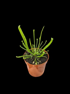 Sarracenia Farnhamii
