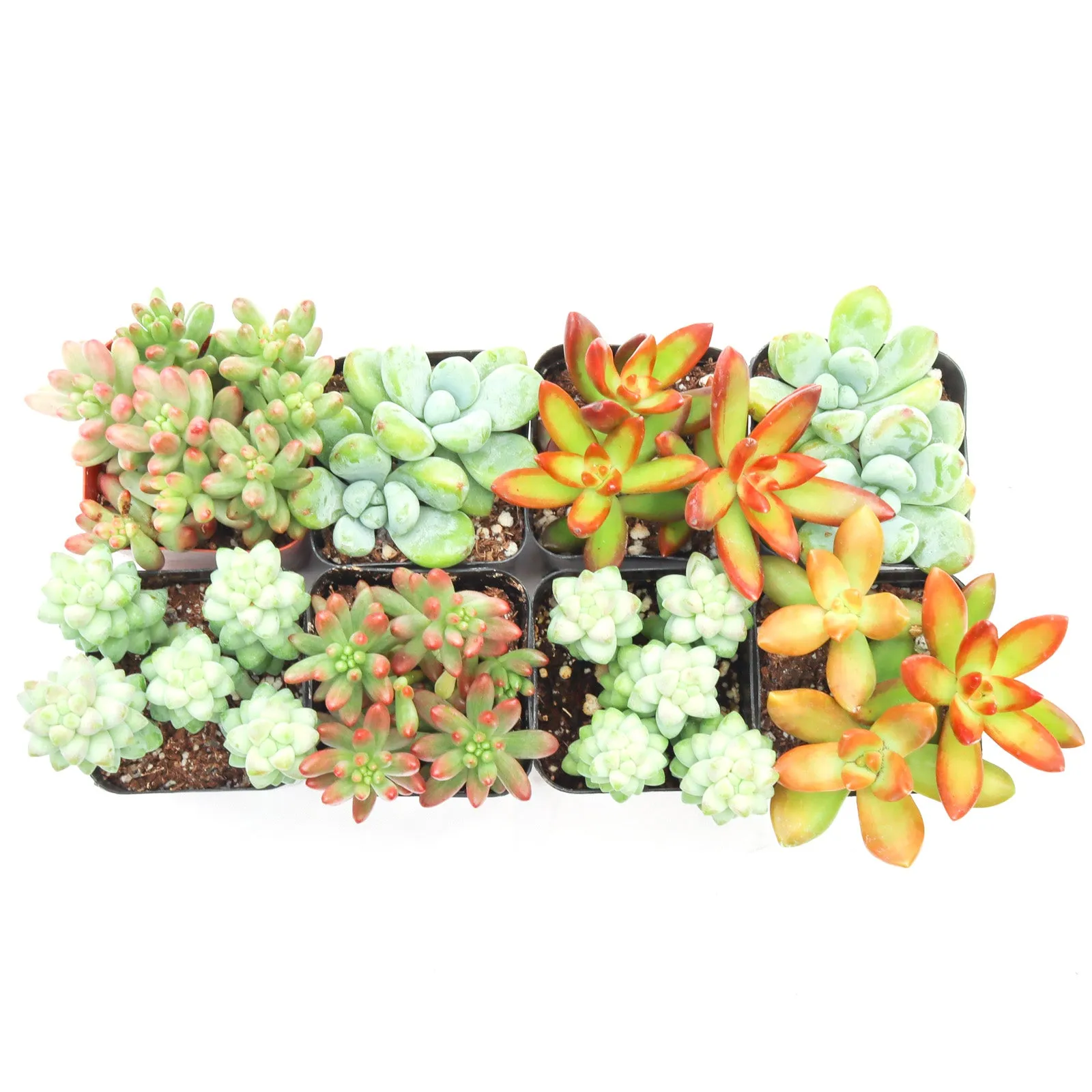 'Sedum' Succulent Pack