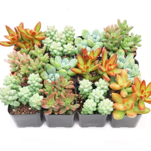 'Sedum' Succulent Pack