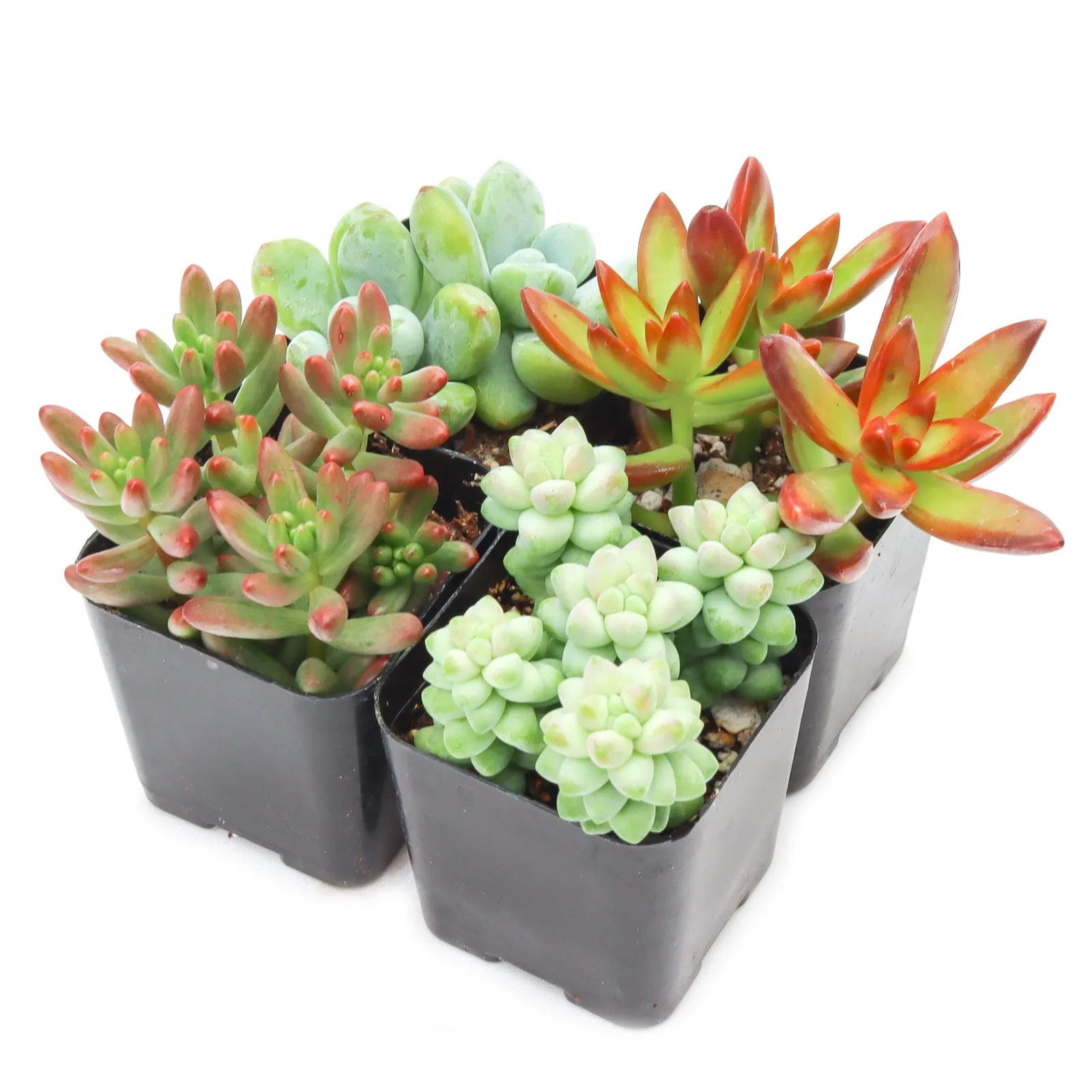 'Sedum' Succulent Pack