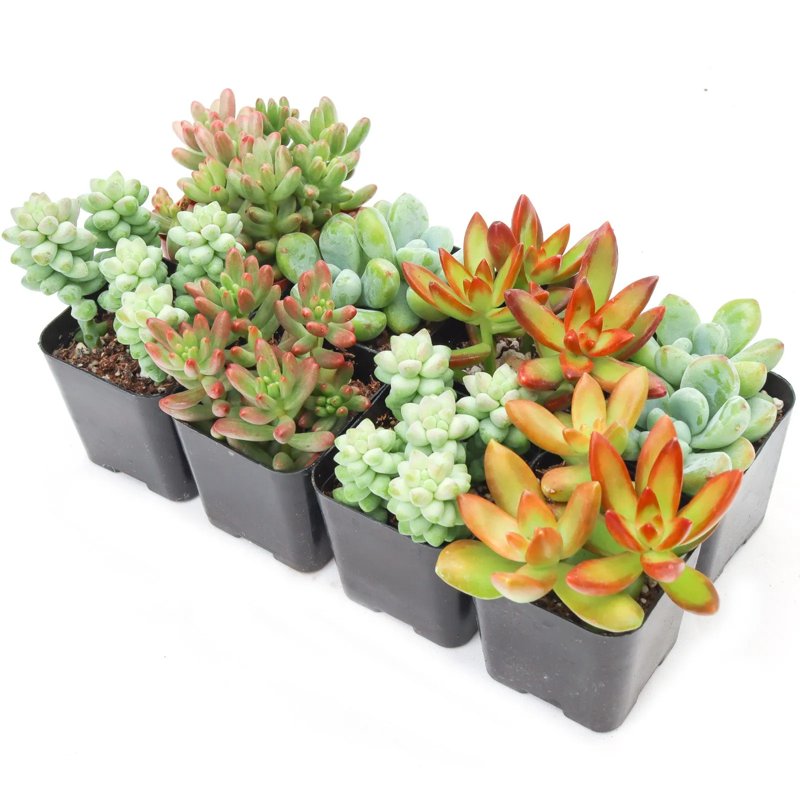 'Sedum' Succulent Pack