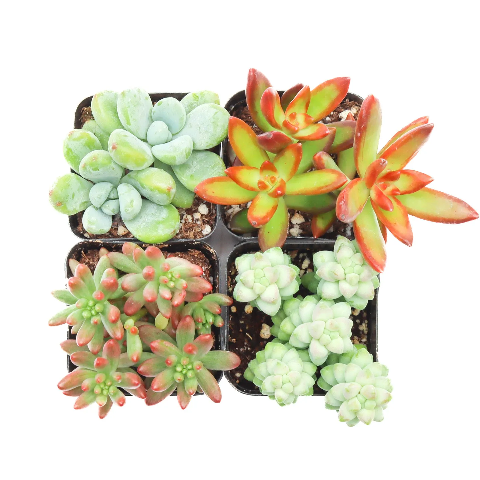 'Sedum' Succulent Pack