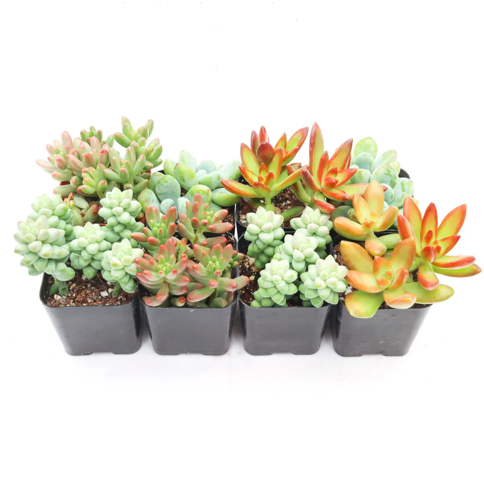 'Sedum' Succulent Pack