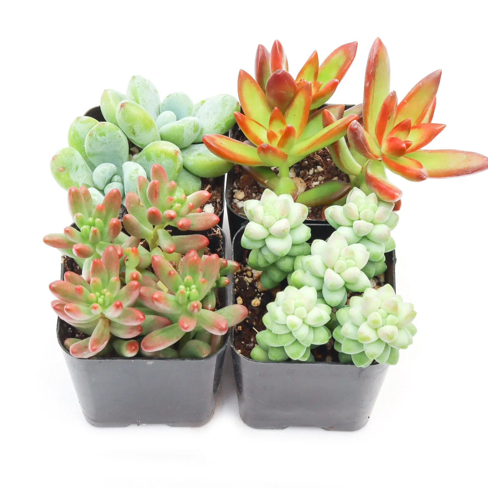 'Sedum' Succulent Pack