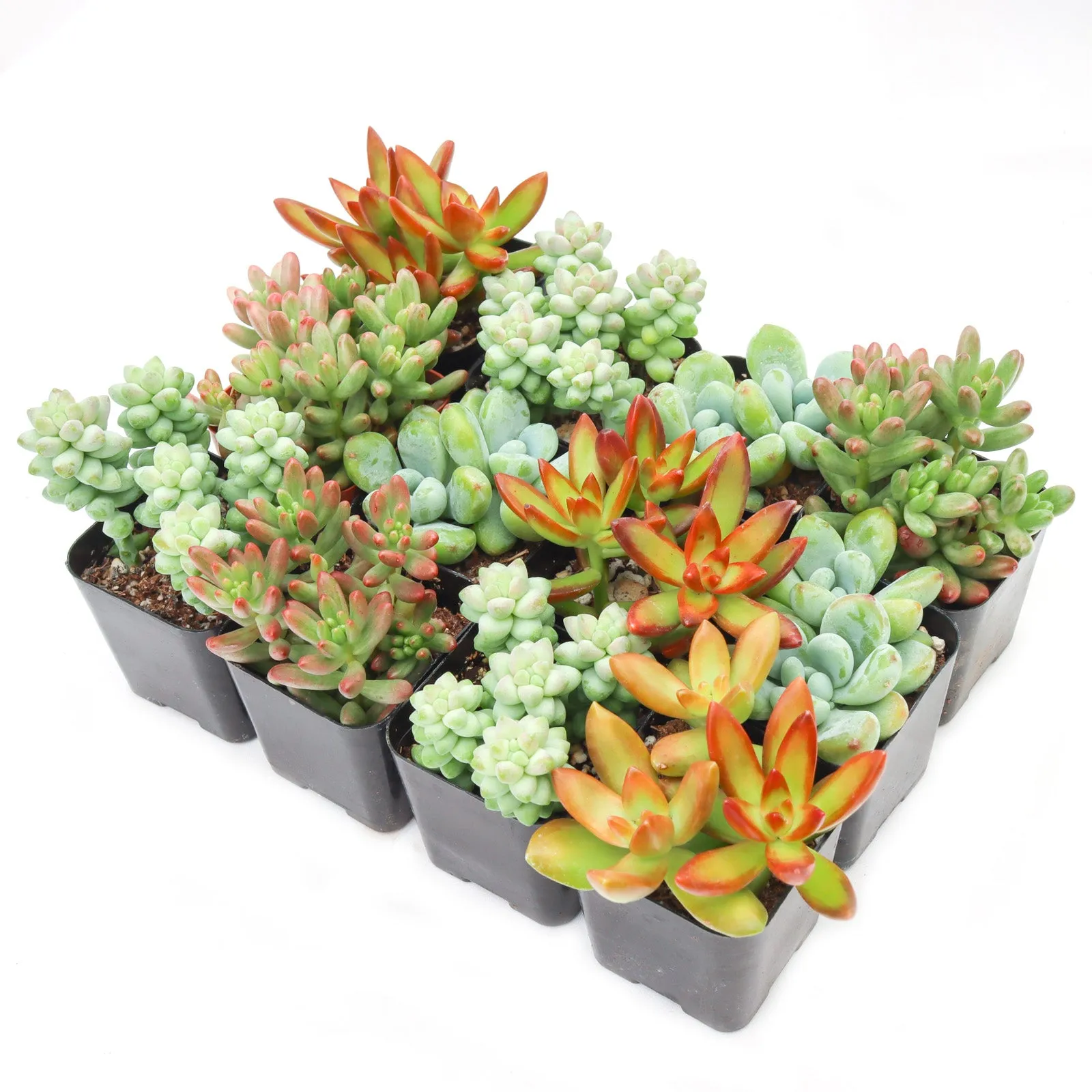 'Sedum' Succulent Pack