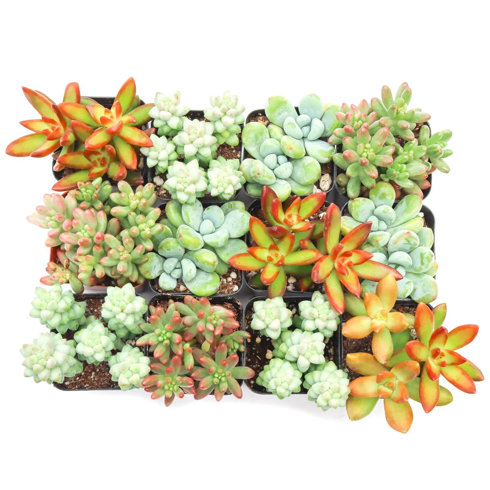 'Sedum' Succulent Pack