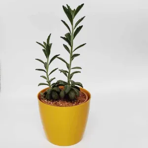 Succulent Live Plant Panda Plant - Kalanchoe tomentosa 'Chocolate Soldier'