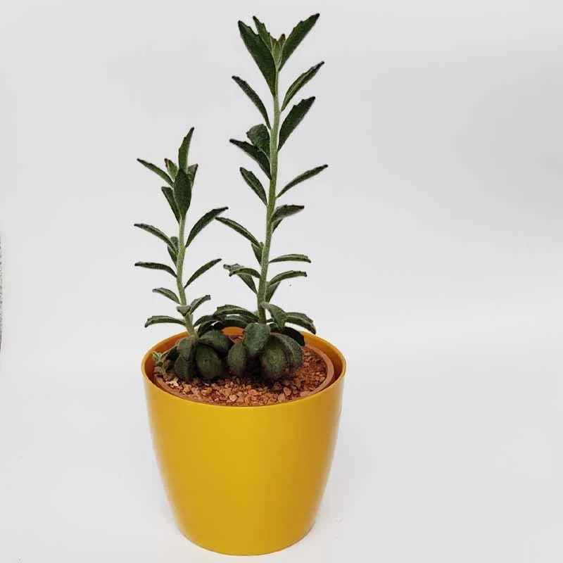 Succulent Live Plant Panda Plant - Kalanchoe tomentosa 'Chocolate Soldier'
