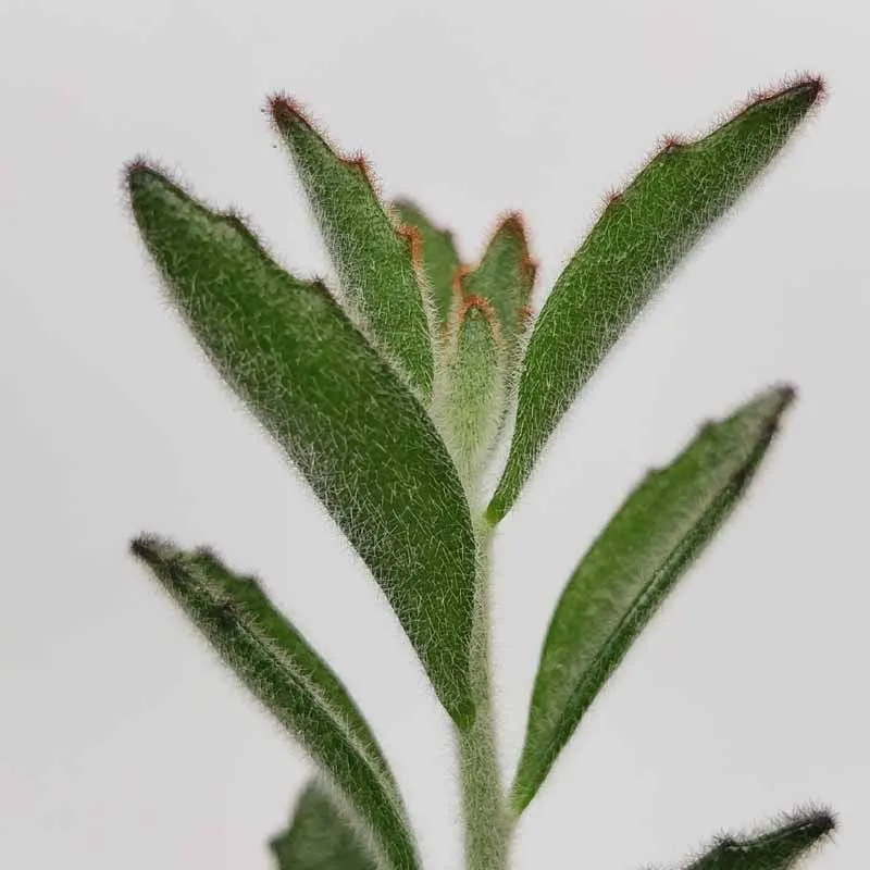 Succulent Live Plant Panda Plant - Kalanchoe tomentosa 'Chocolate Soldier'