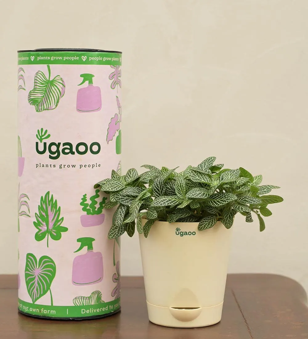 UGAOO Fittonia Green Nerve Plant With Self Watering Pot