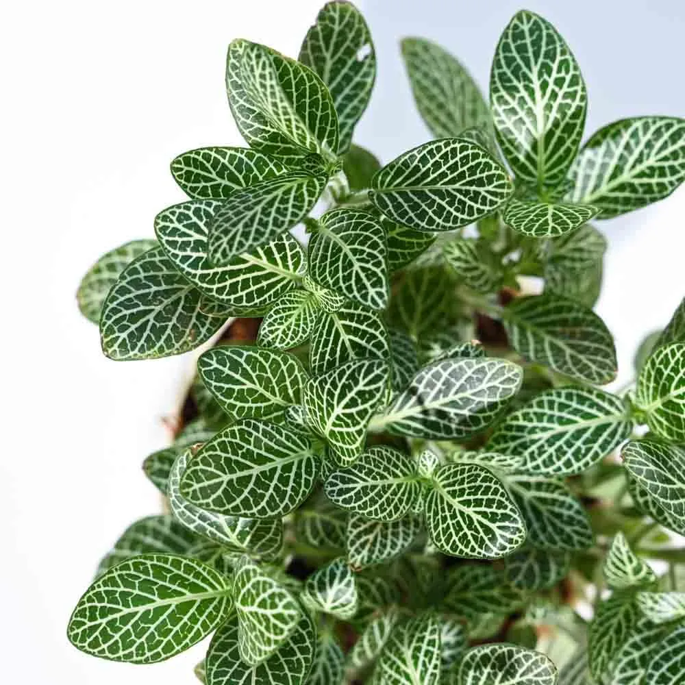 UGAOO Fittonia Green Nerve Plant With Self Watering Pot