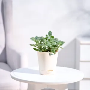 UGAOO Fittonia Green Nerve Plant With Self Watering Pot