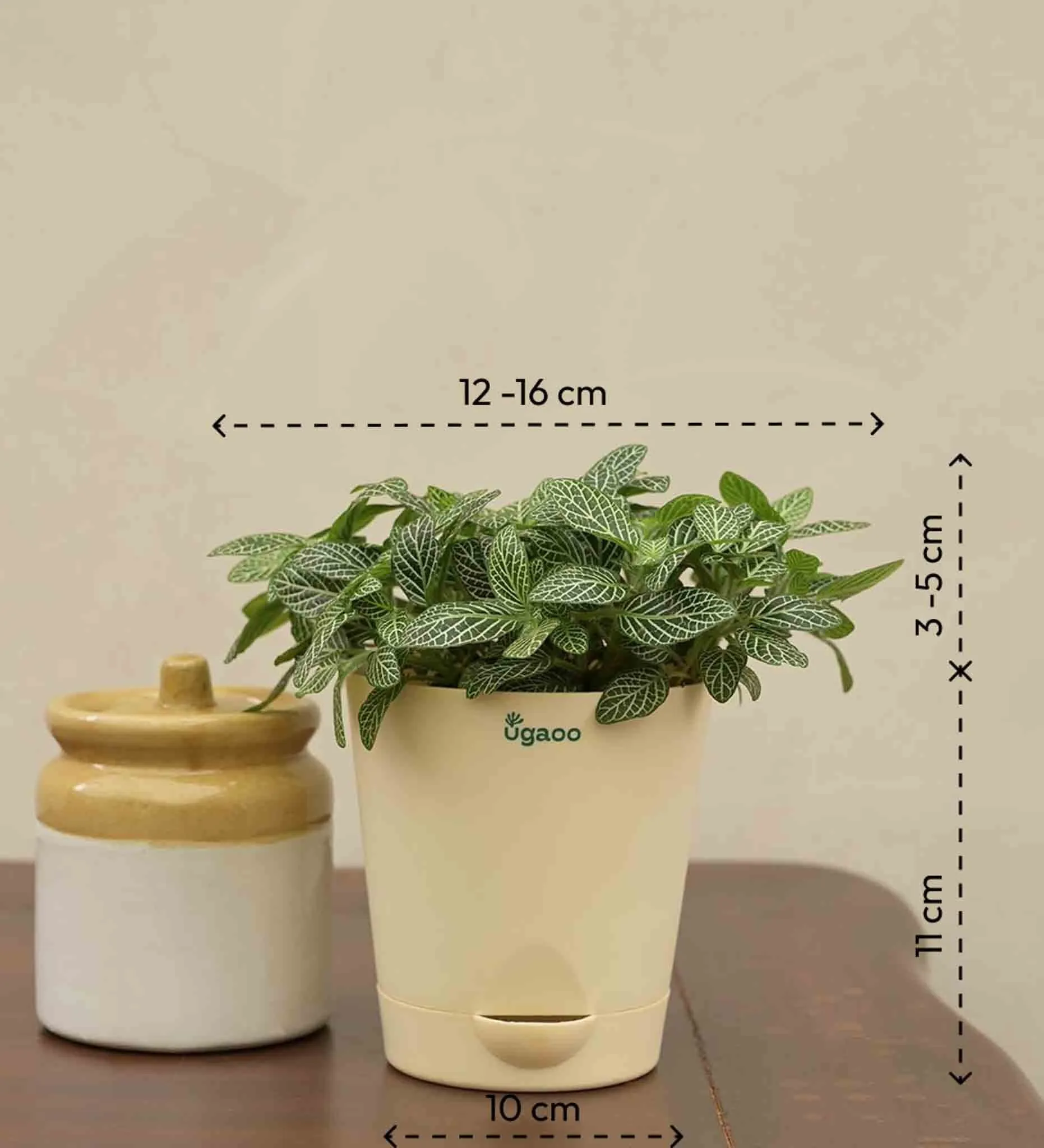 UGAOO Fittonia Green Nerve Plant With Self Watering Pot
