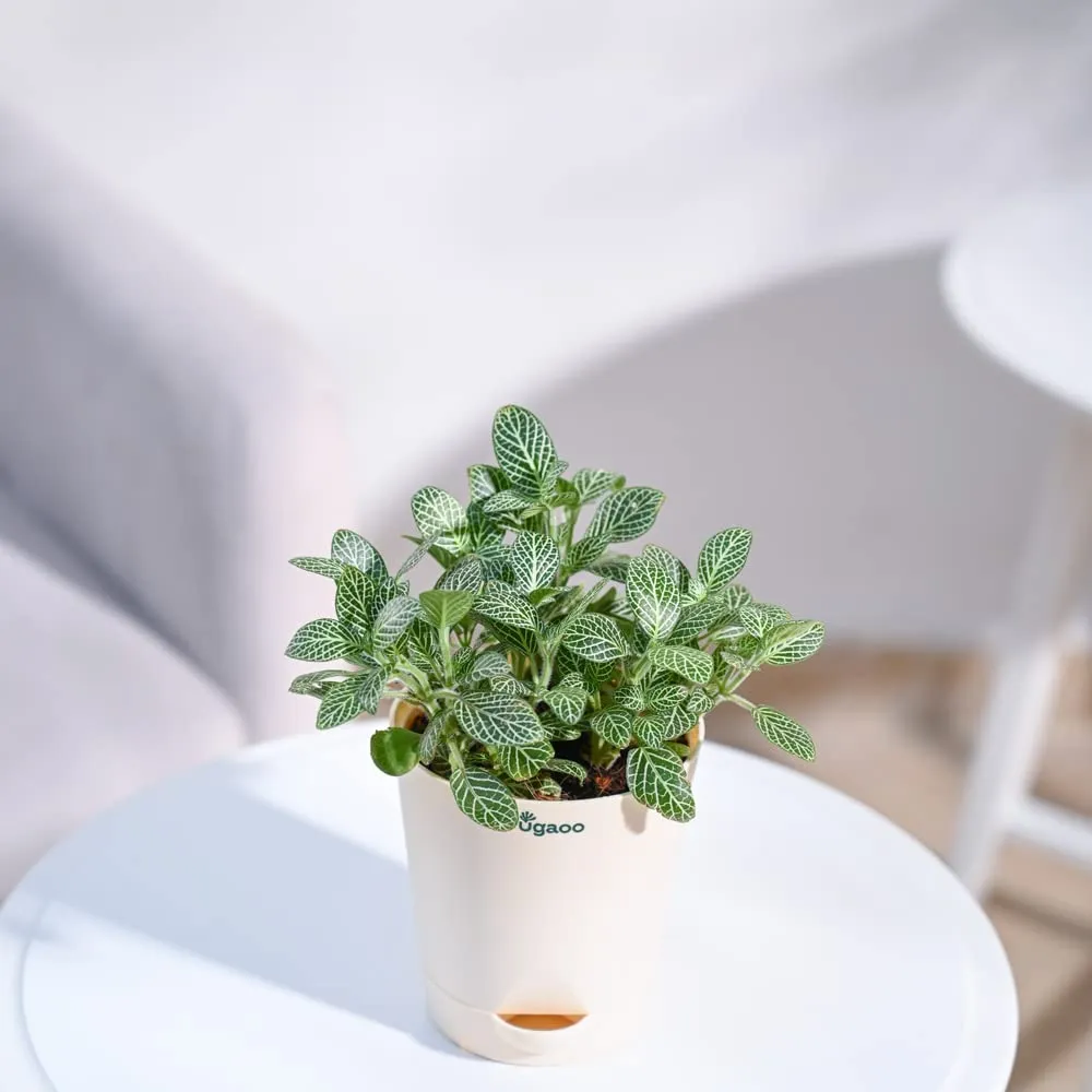 UGAOO Fittonia Green Nerve Plant With Self Watering Pot