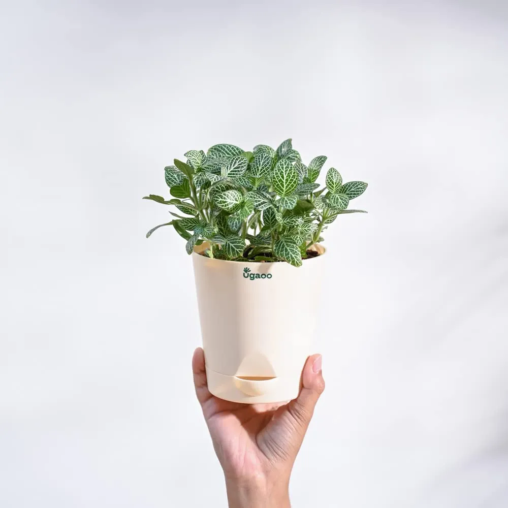 UGAOO Fittonia Green Nerve Plant With Self Watering Pot