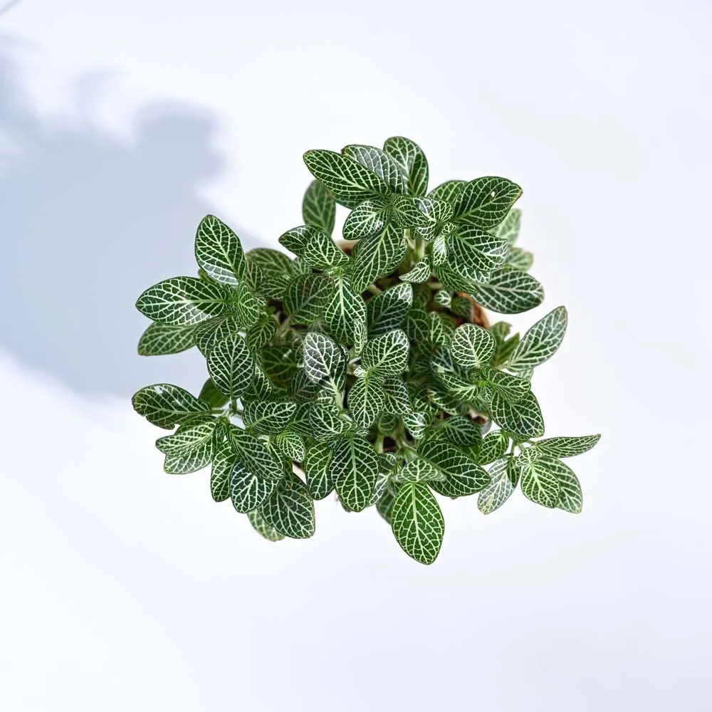 UGAOO Fittonia Green Nerve Plant With Self Watering Pot