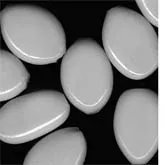 Vintage Japanese White Flat Oval Glass Bead. approx. 9 x 12mm, Pkg of 10. b11-bw-0661
