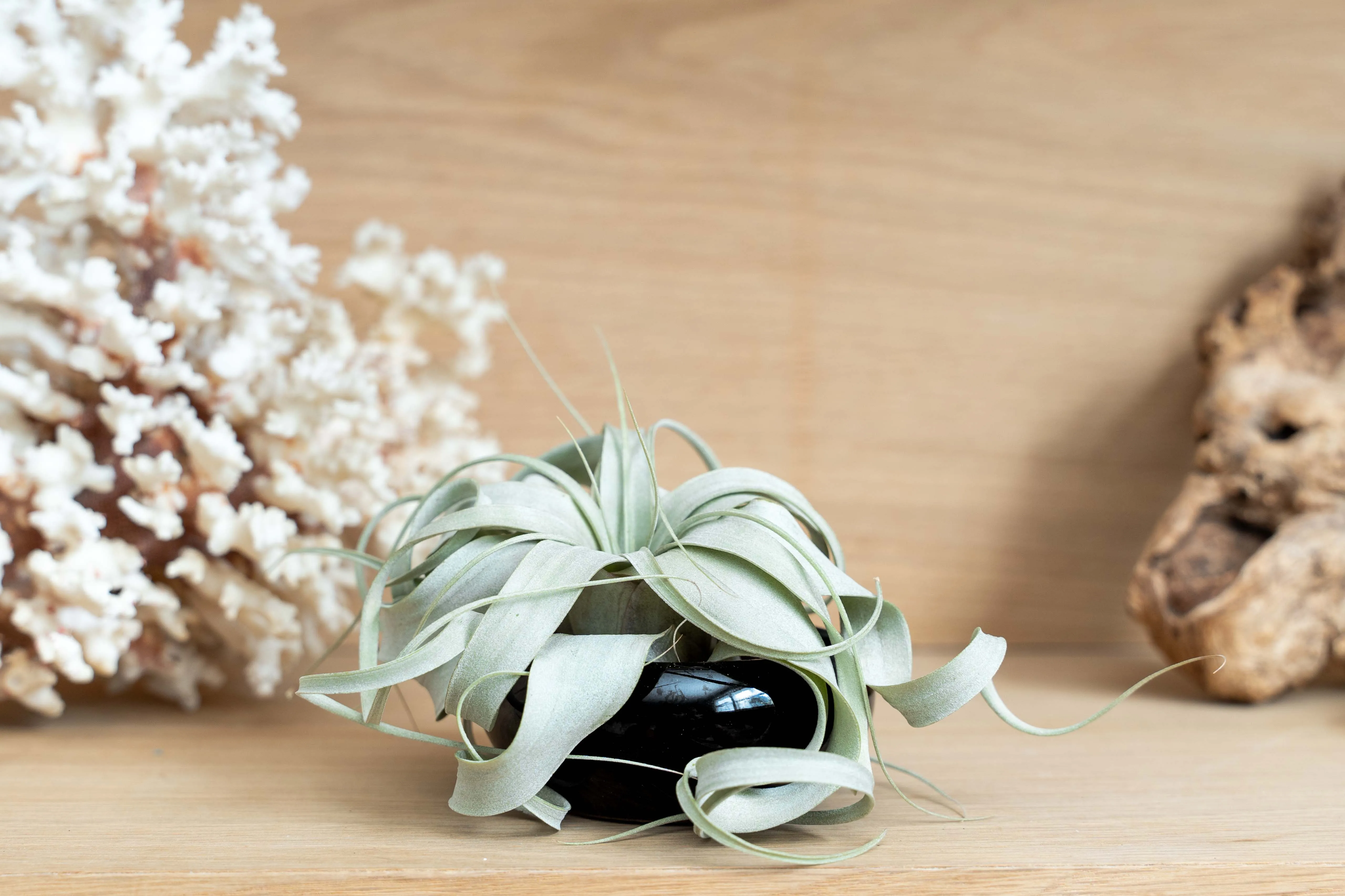 Wholesale - Air Plant Miniature Dish Garden With Seedling Tillandsia Xerographica