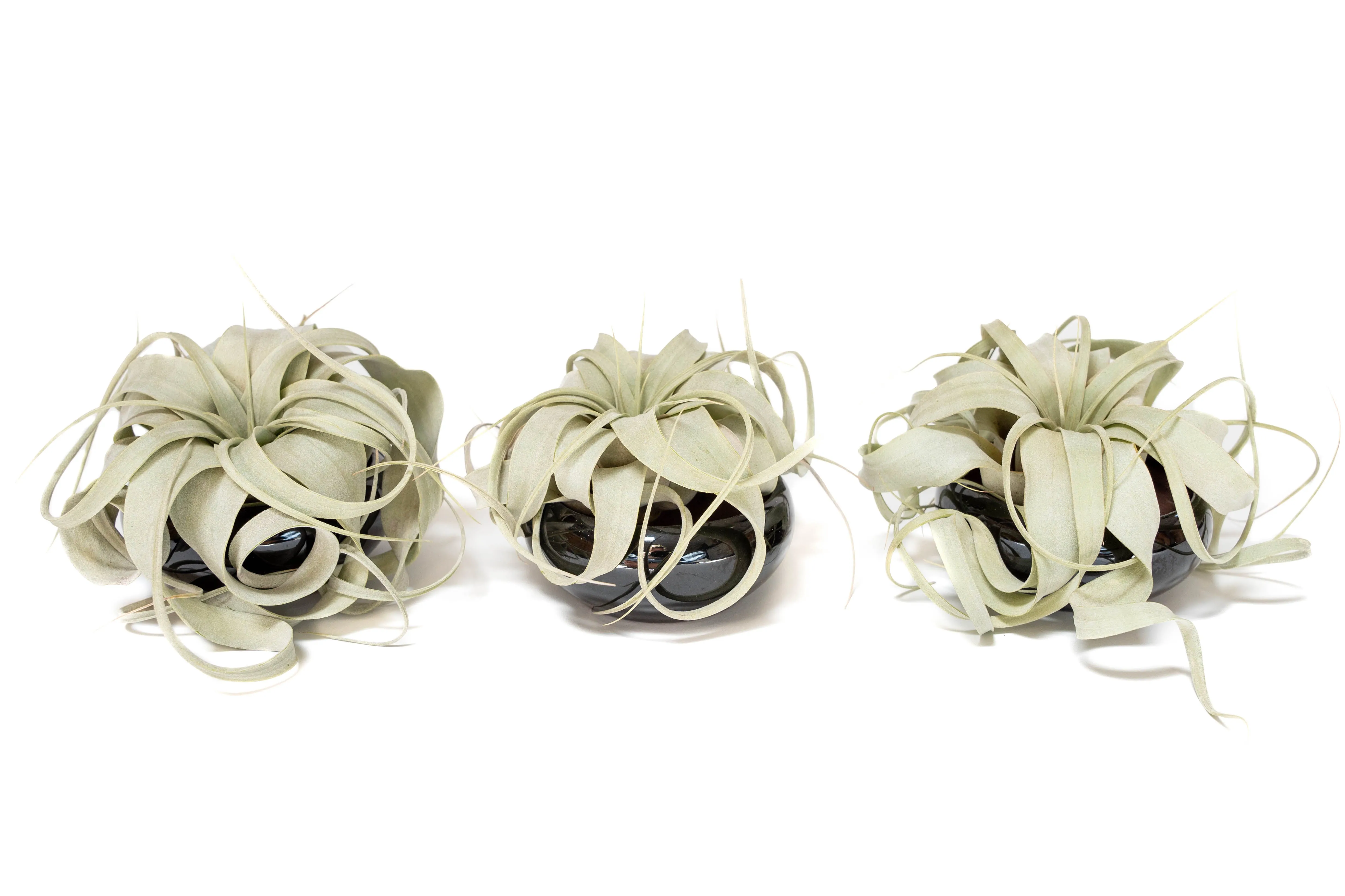 Wholesale - Air Plant Miniature Dish Garden With Seedling Tillandsia Xerographica