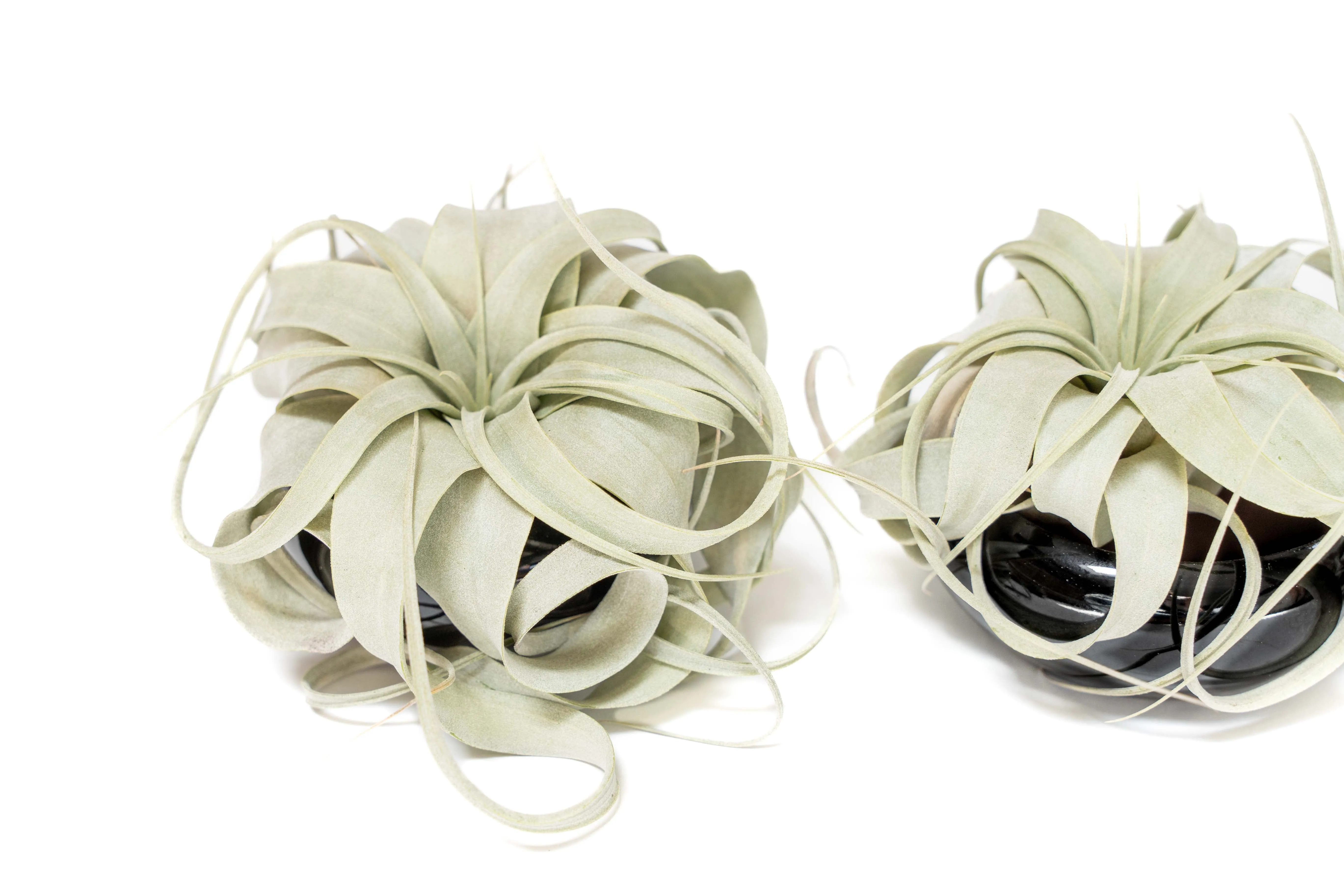 Wholesale - Air Plant Miniature Dish Garden With Seedling Tillandsia Xerographica