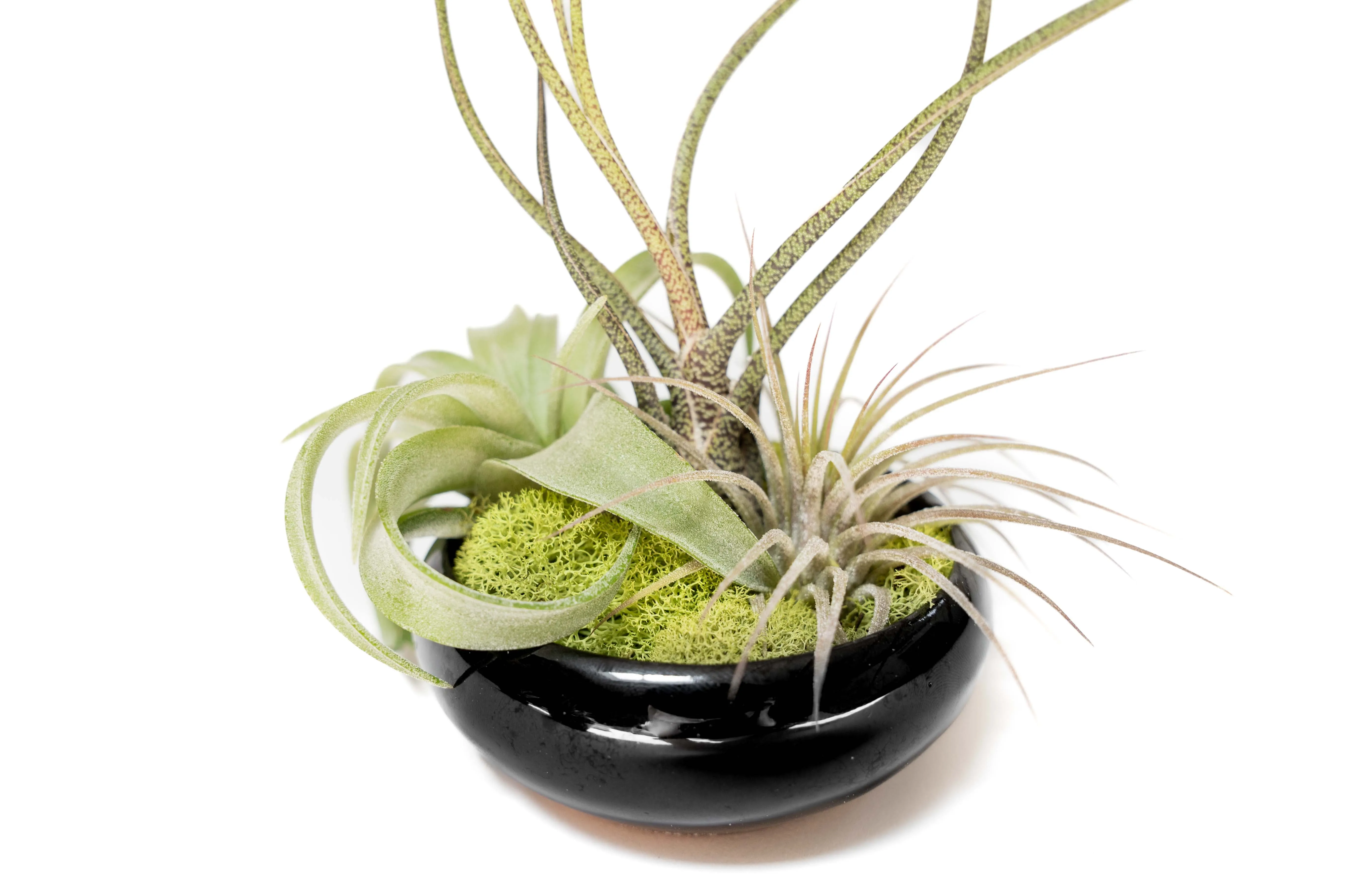 Wholesale - Fully Assembled Tillandsia Air Plant Dish Garden in Black Glazed Container