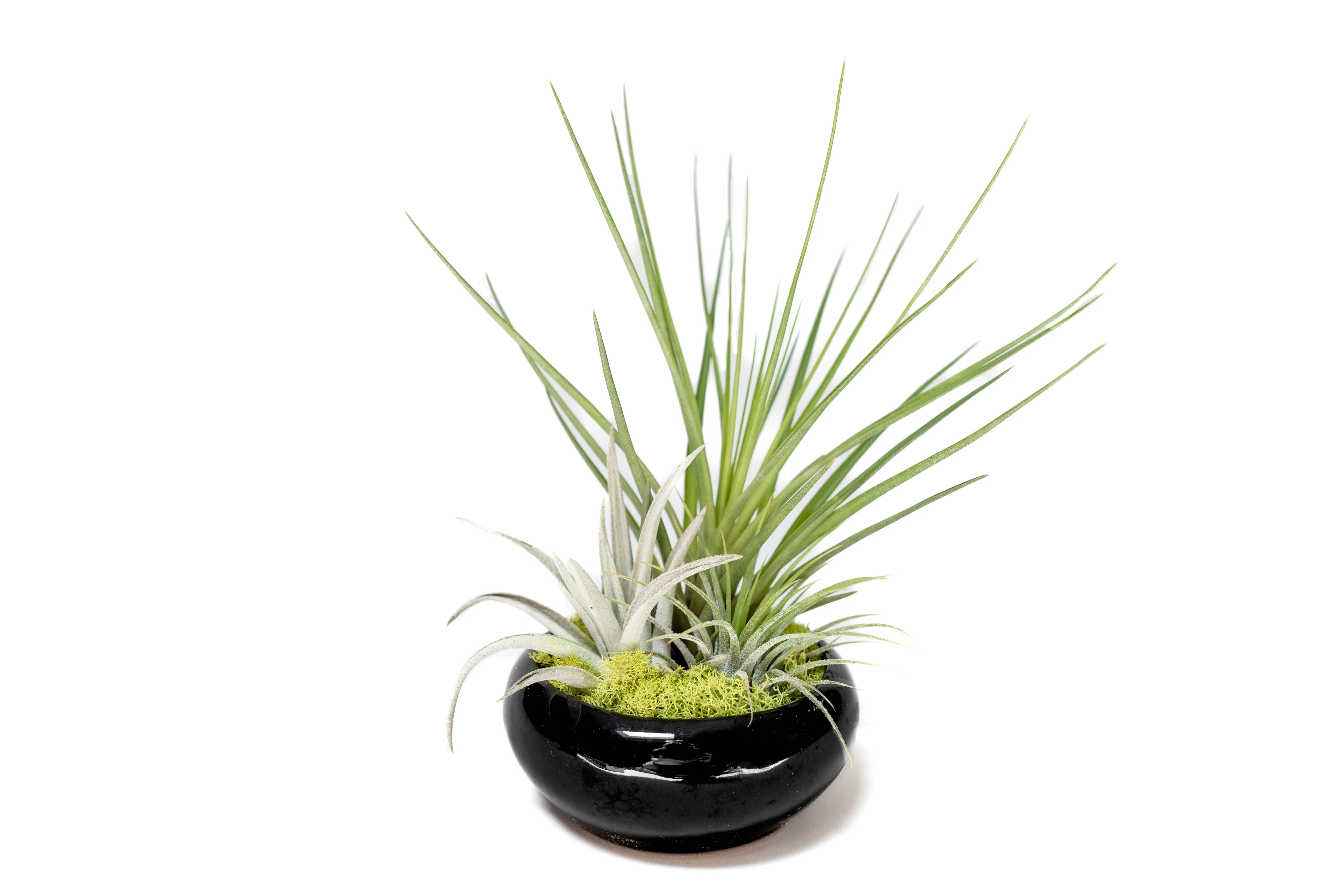 Wholesale - Fully Assembled Tillandsia Air Plant Dish Garden in Black Glazed Container