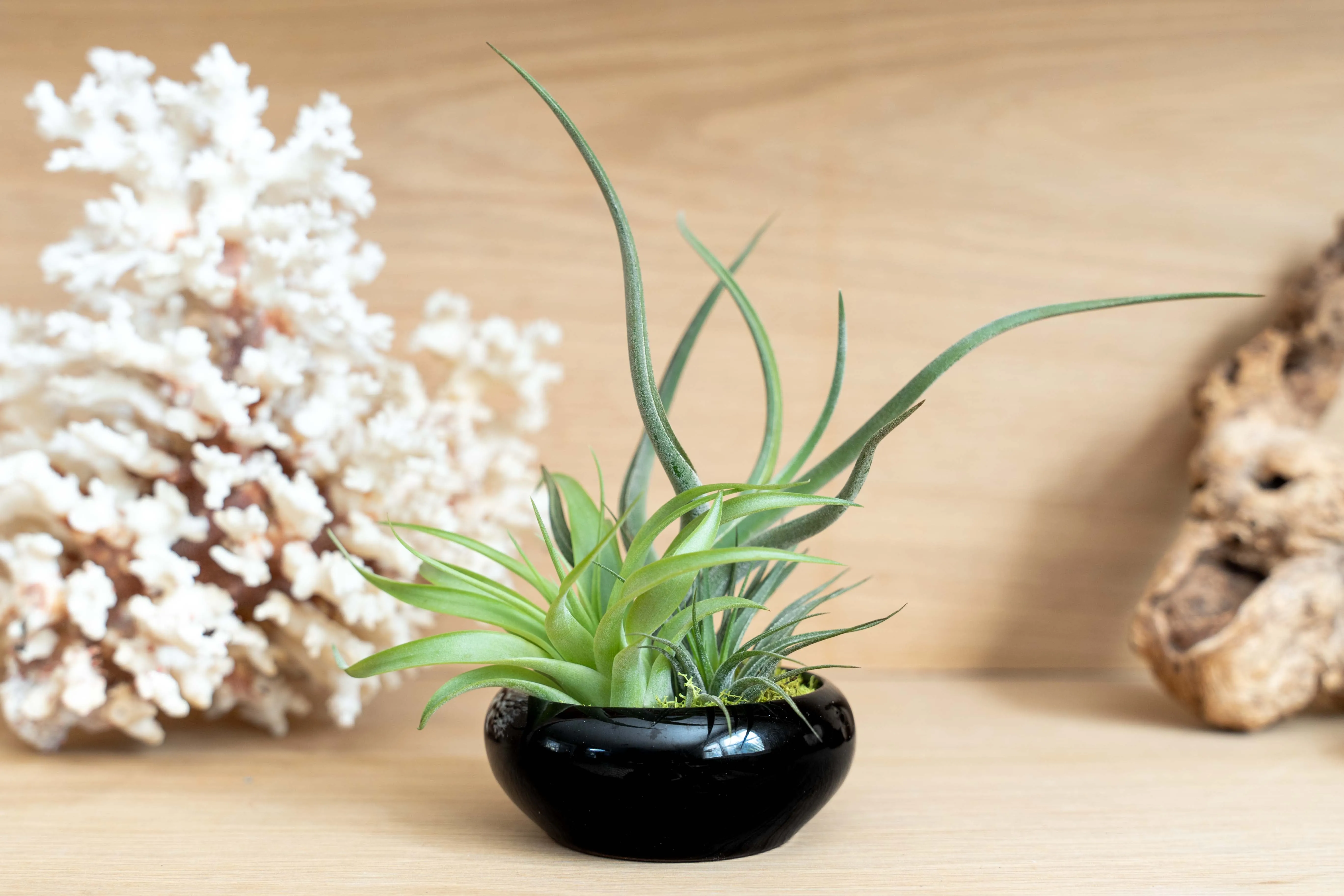 Wholesale - Fully Assembled Tillandsia Air Plant Dish Garden in Black Glazed Container
