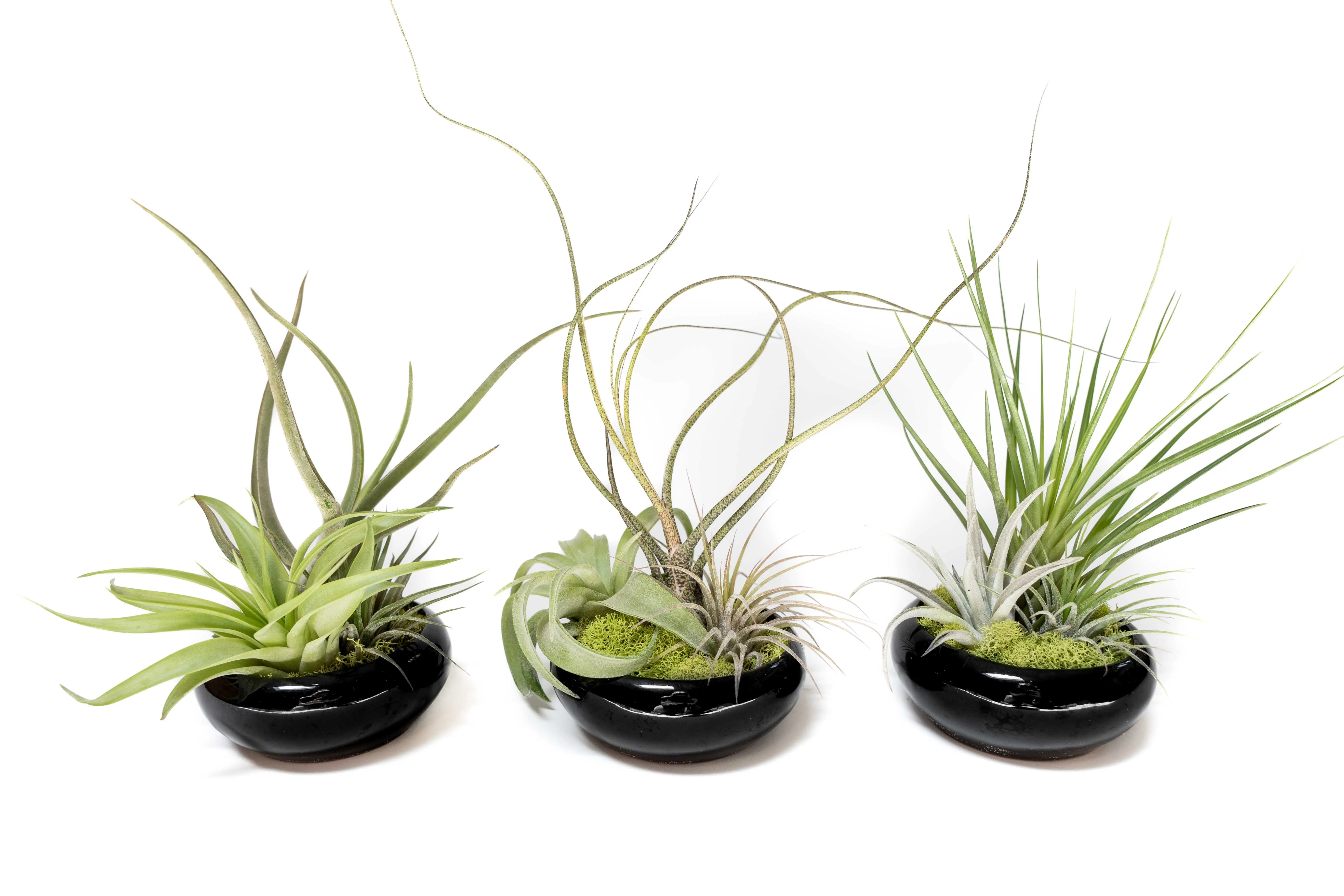 Wholesale - Fully Assembled Tillandsia Air Plant Dish Garden in Black Glazed Container